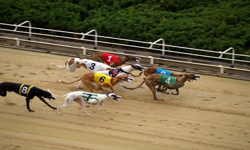 What is dog racing betting?