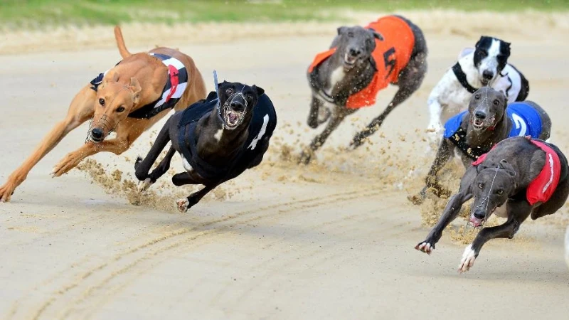 Detailed rules of dog racing betting
