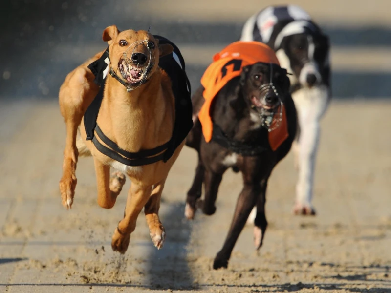 What should you keep in mind when playing dog racing?